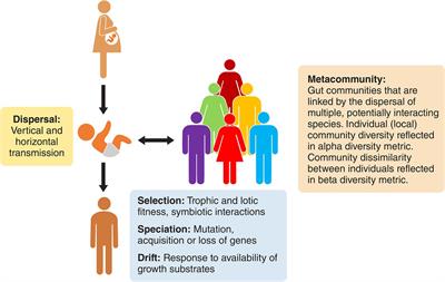 The human gut metacommunity as a conceptual aid in the development of precision medicine